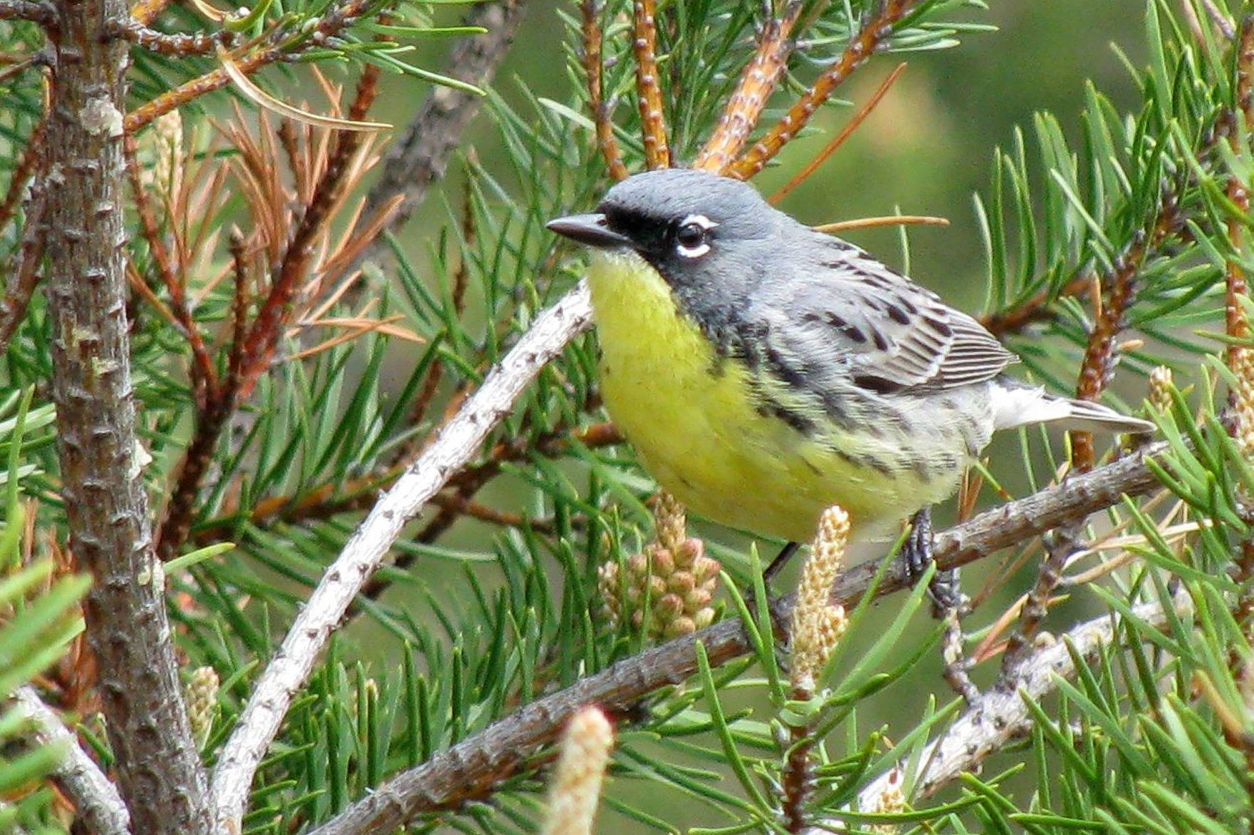 Kirtlands Warbler